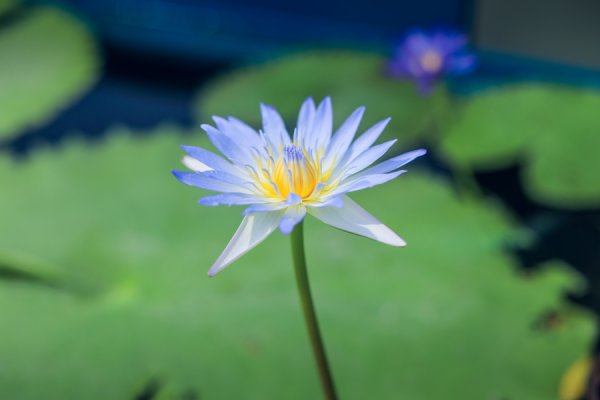 盈通策略 辰山睡莲展8月18日开幕，多个品种全国首展，七大展区惊艳亮相